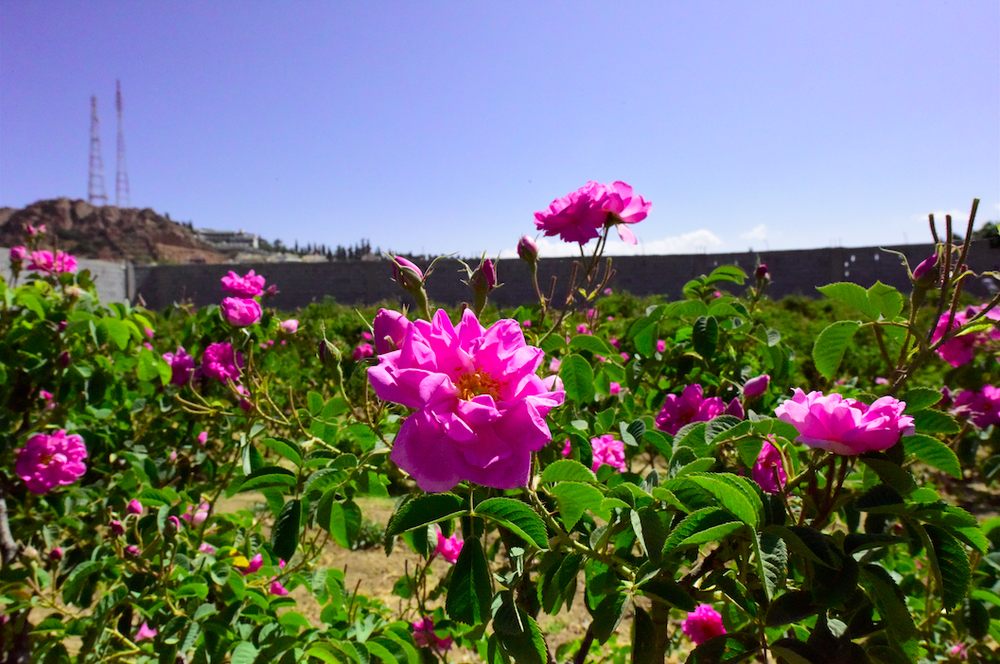 TAIF: THE CITY OF ROSES