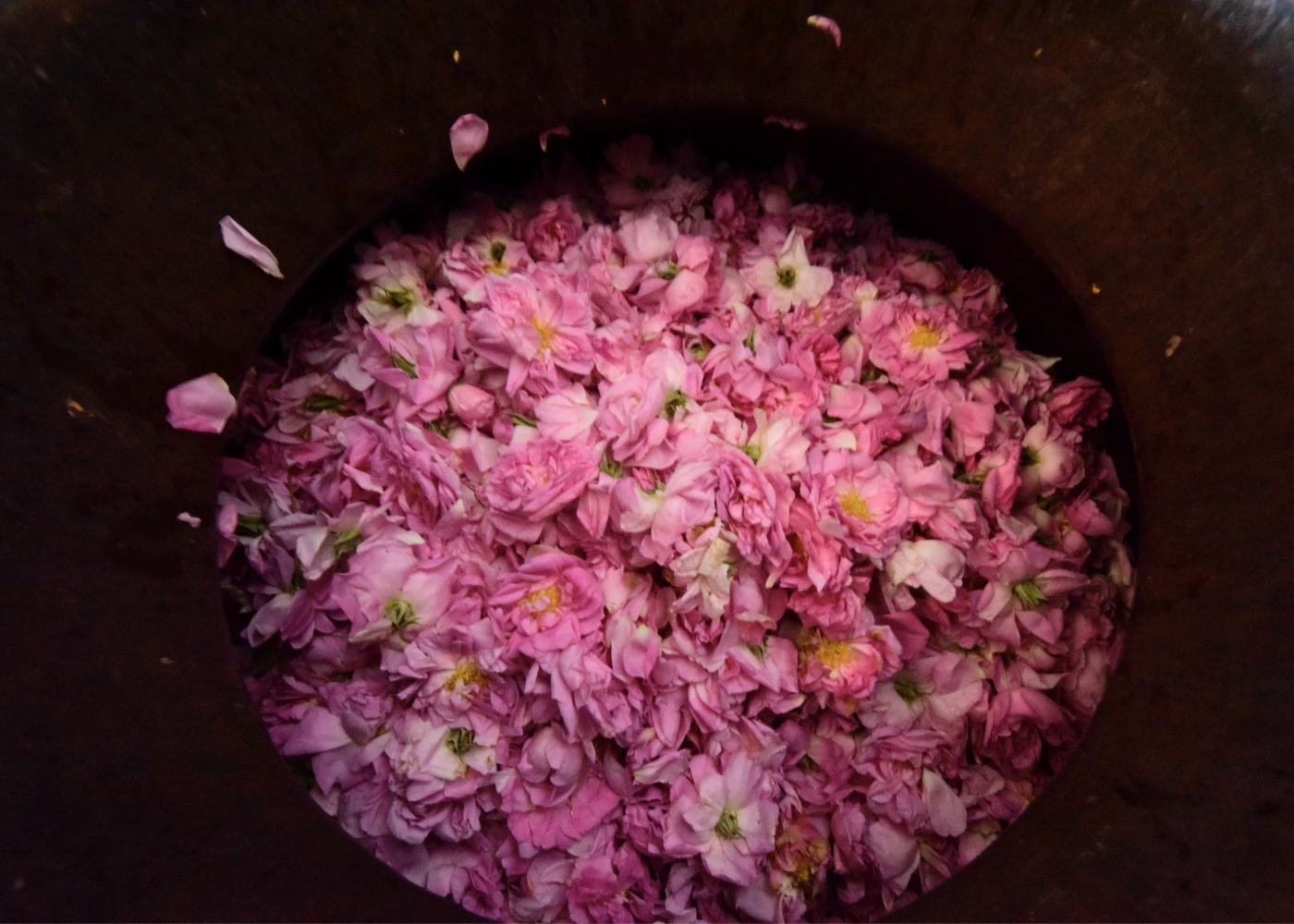 TAIF ROSE SEASON 2020
