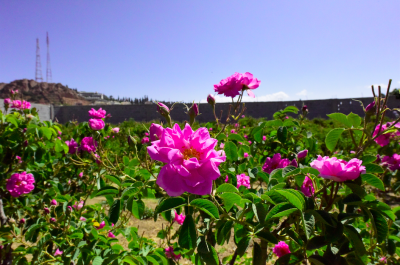TAIF: LA CITTÀ DELLE ROSE