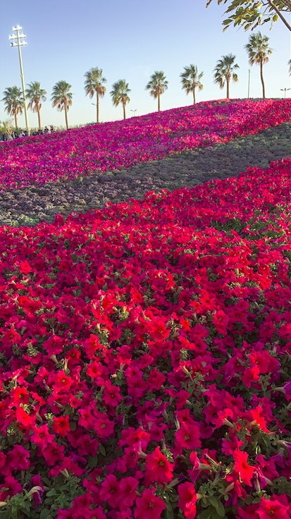 YANBU Flower Festival